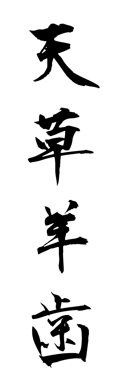 a1/a10243天草羊歯amakusashida