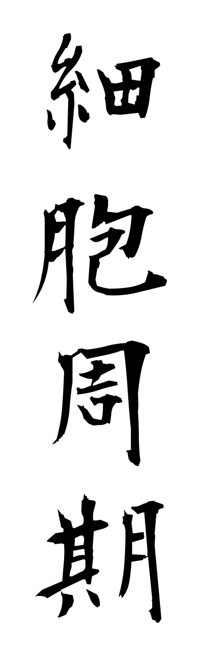 s1/s10093細胞周期saiboushuuki